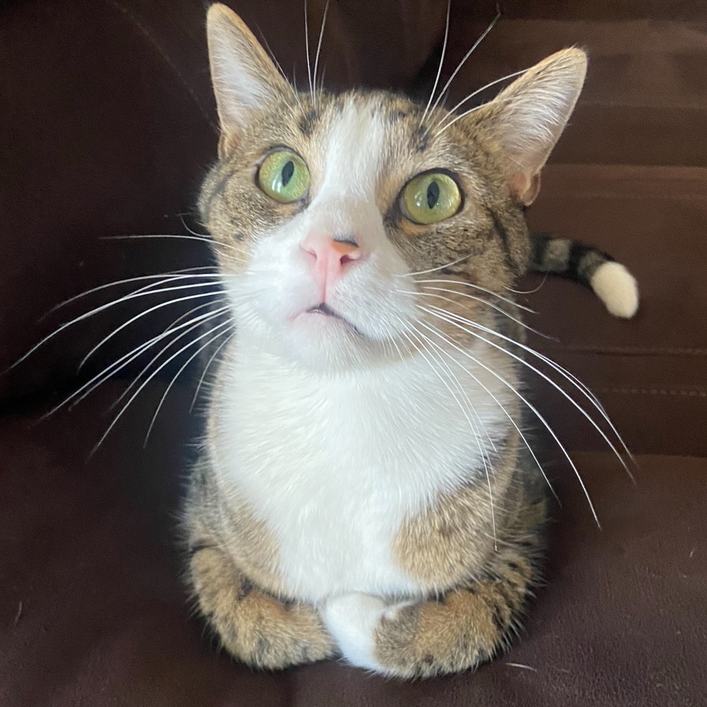 Meet your Posher, Audrey